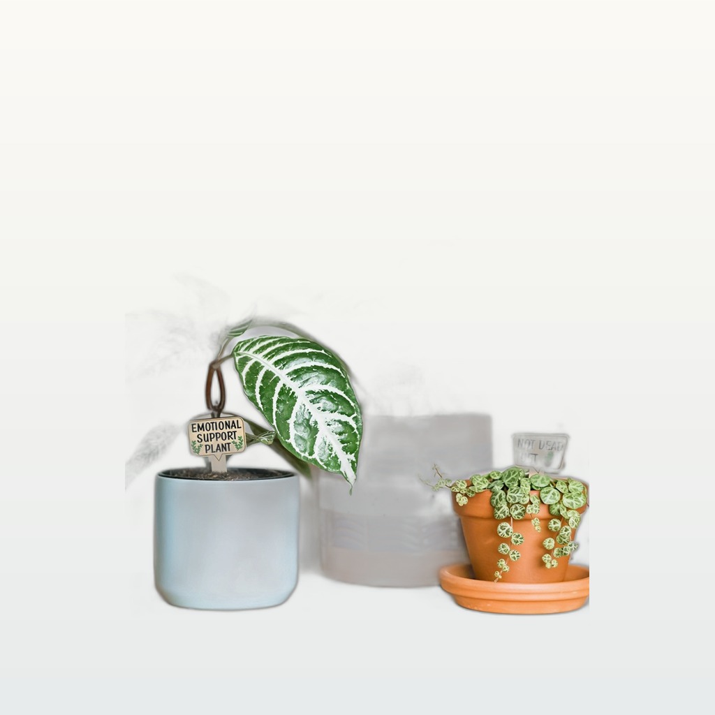 Colorful Decorative Wooden Signs For Plants Succulents